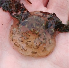 Pseudacris regilla