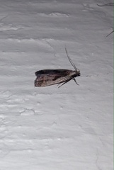 Dichomeris bilobella