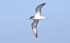 Pterodroma cookii