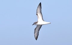 Pterodroma cookii