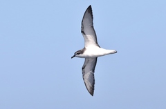 Pterodroma cookii
