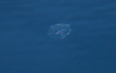 Aequorea forskalea
