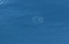 Aequorea forskalea