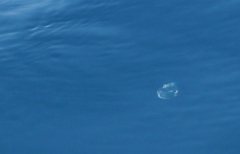 Aequorea forskalea