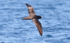 Procellaria parkinsoni