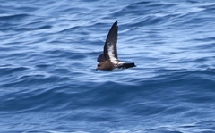 Fregetta maoriana