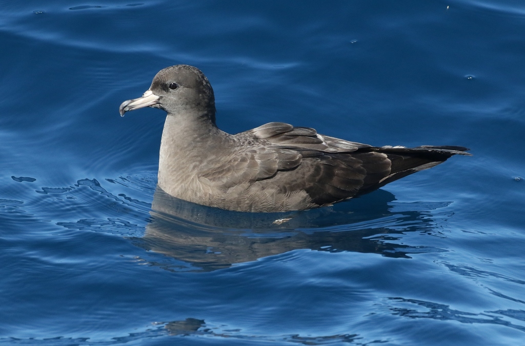 Fleshfooted Shearwater (Birds of the British Indian Ocean Territory