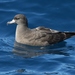 Flesh-footed Shearwater - Photo (c) James Bailey, some rights reserved (CC BY-NC), uploaded by James Bailey
