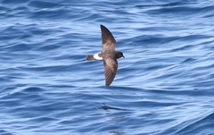 Fregetta maoriana