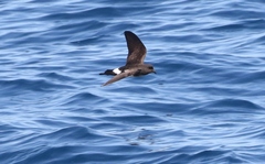 Fregetta maoriana