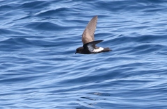 Fregetta maoriana