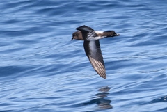 Fregetta maoriana