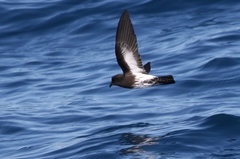 Fregetta maoriana