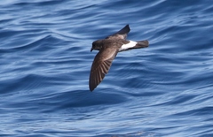 Fregetta maoriana