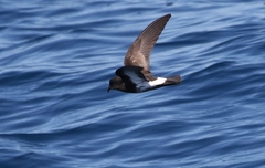 Fregetta maoriana