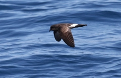 Fregetta maoriana