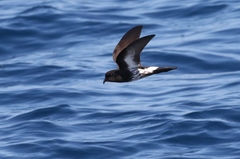 Fregetta maoriana