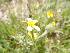 Monolopia lanceolata