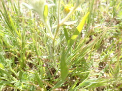 Monolopia lanceolata