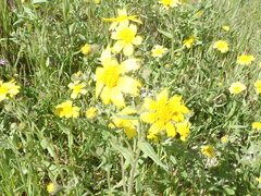 Monolopia lanceolata