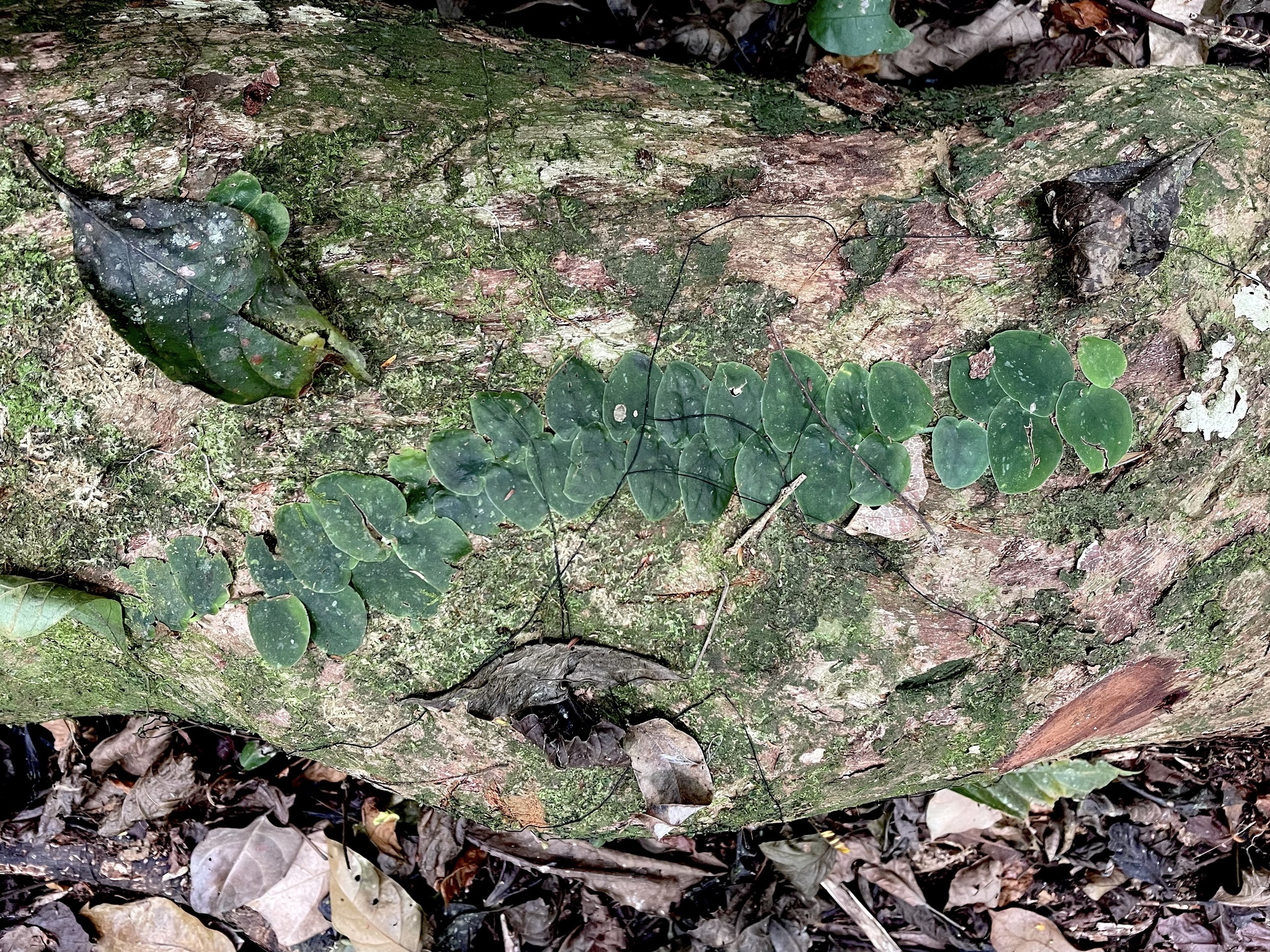 Monstera dubia