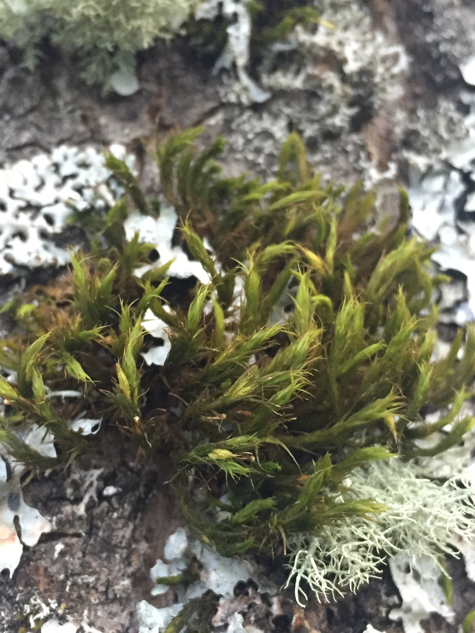 Pulvigera lyellii