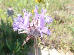 Salvia carduacea