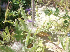 Salvia carduacea