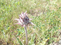 Salvia carduacea