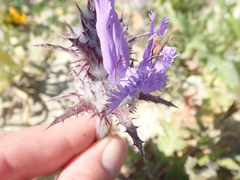 Salvia carduacea