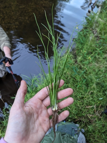 Strong quillwort (Isoetes valida)