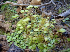 Cryptomitrium tenerum