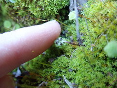 Cryptomitrium tenerum