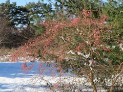 Euonymus hamiltonianus