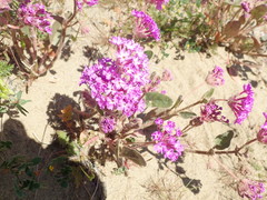 Abronia pogonantha