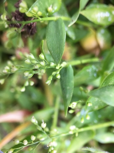 Isachne myosotis iNat (3)