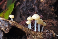 Vibrissea dura