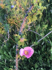 Rosa minutifolia