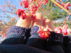 Euonymus hamiltonianus