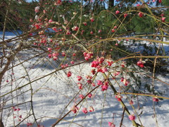 Euonymus hamiltonianus
