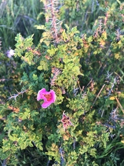 Rosa minutifolia