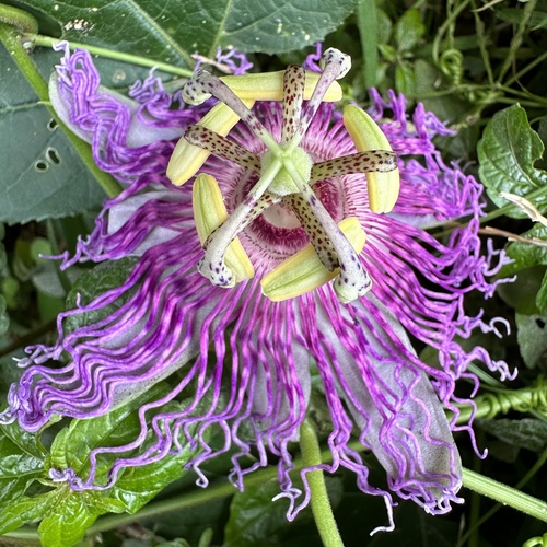 Passiflora incarnata