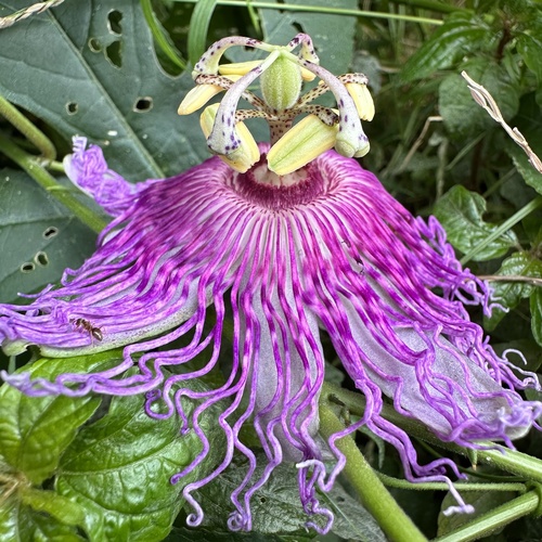 Passiflora incarnata