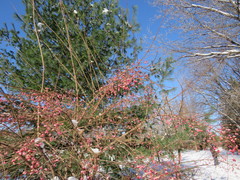 Euonymus hamiltonianus