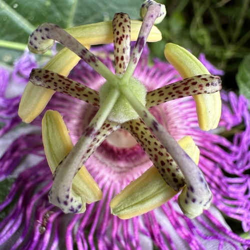 Passiflora incarnata