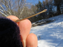 Euonymus hamiltonianus