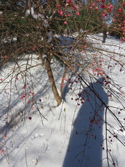 Euonymus hamiltonianus