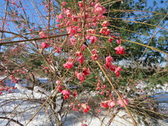 Euonymus hamiltonianus