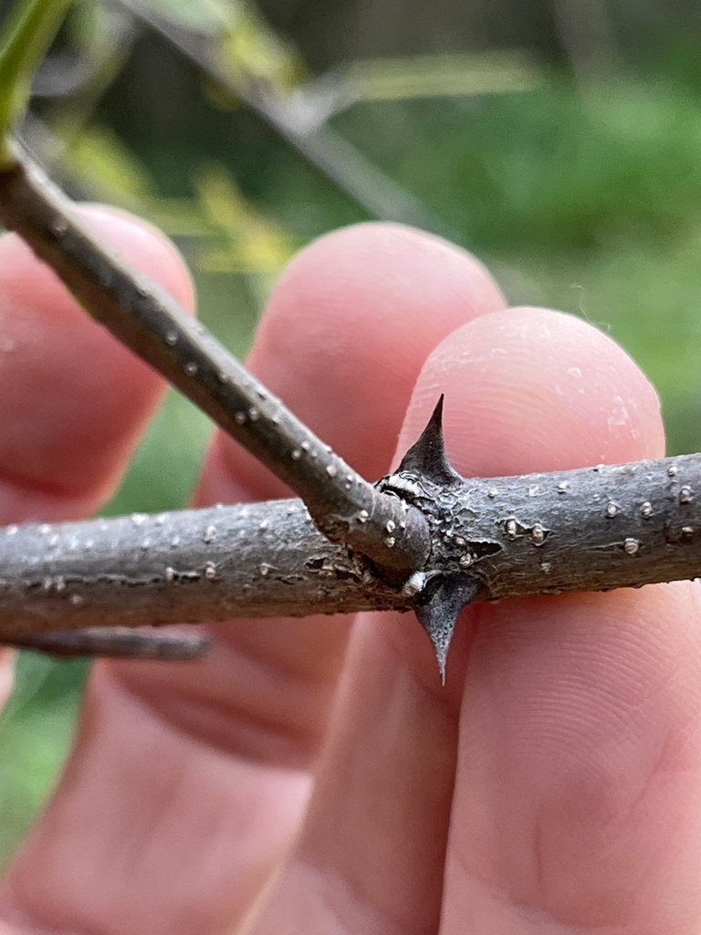 black locust from Druid Hill Park, Baltimore, MD, US on October 20 ...