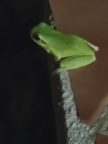 Avistamiento Ranita meridional